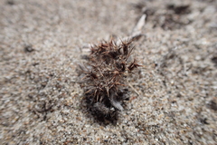 Chorizanthe howellii