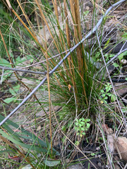 Festuca occidentalis