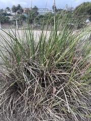 Muhlenbergia rigens