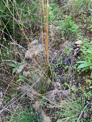 Festuca occidentalis