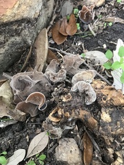 Auricularia cornea