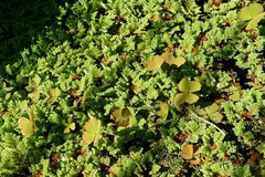 Marsilea macrocarpa