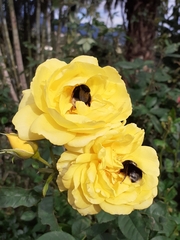 Bombus terrestris canariensis