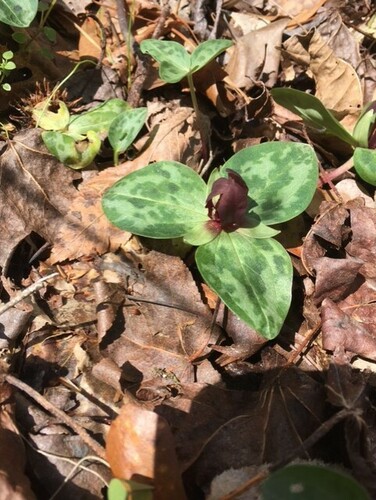 Ocmulgee Trillium (Trillium delicatum)