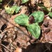 Ocmulgee Trillium - Photo (c) Al Schotz, some rights reserved (CC BY-NC), uploaded by Al Schotz