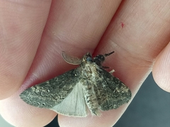 Dasychira chekiangensis