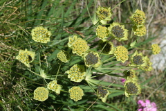 Bupleurum stellatum