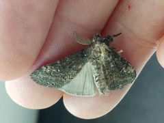 Dasychira chekiangensis