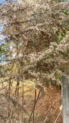 Eupatorium capillifolium