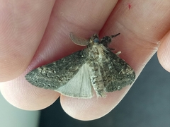 Dasychira chekiangensis