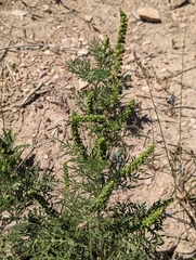 Ambrosia confertiflora