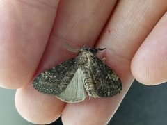 Dasychira chekiangensis