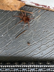 Myrmekiaphila comstocki