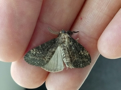 Dasychira chekiangensis