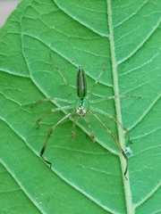 Lyssomanes pauper