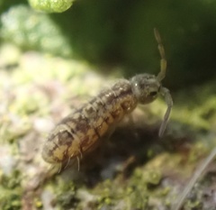 Isotomurus maculatus