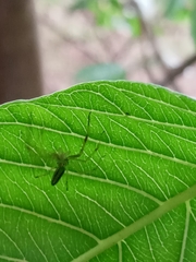 Lyssomanes pauper