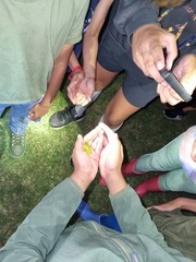 Hyperolius tuberilinguis