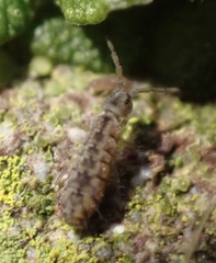 Isotomurus maculatus