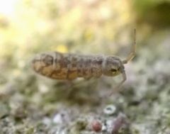 Isotomurus maculatus