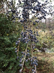 Ligustrum ovalifolium