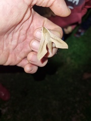 Hippotion balsaminae