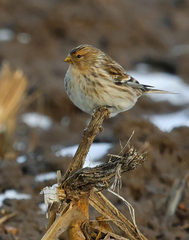 Linaria flavirostris