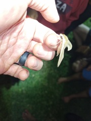 Hippotion balsaminae