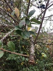 Ligustrum ovalifolium