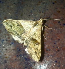 Melipotis perpendicularis