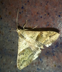 Melipotis perpendicularis