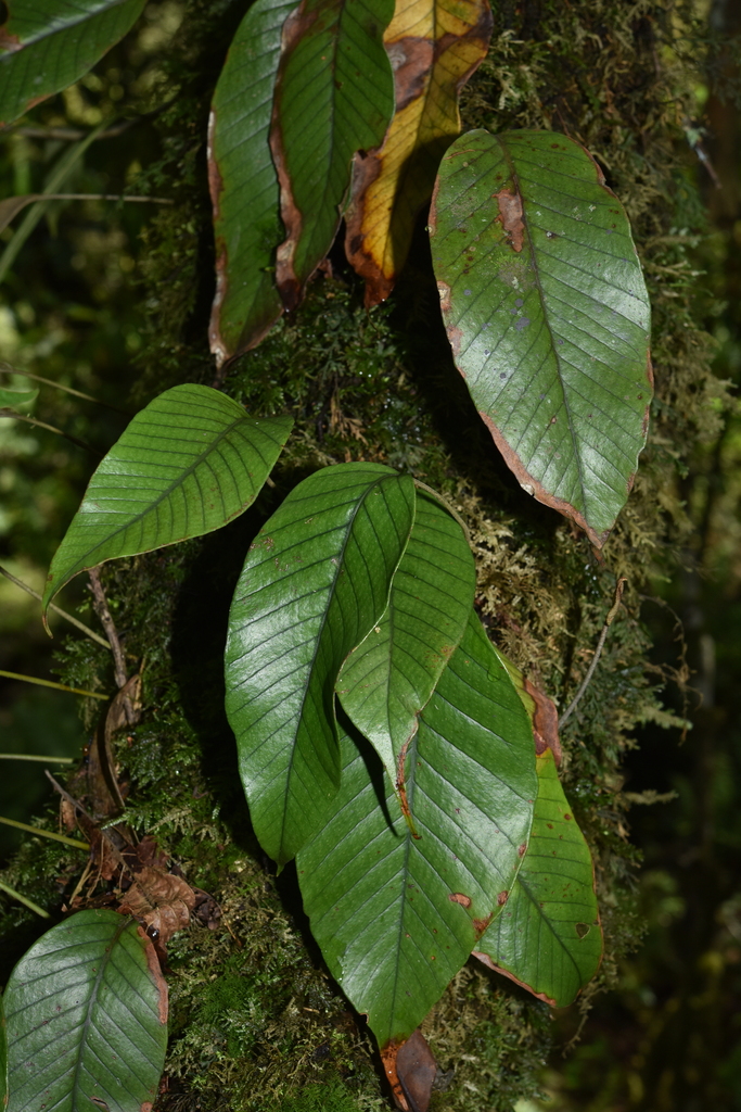 Pyrrosia heteractis