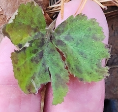 Waldsteinia fragarioides