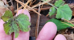 Waldsteinia fragarioides