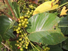 Smilax zeylanica