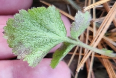 Waldsteinia fragarioides