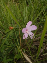 Hibiscus costatus