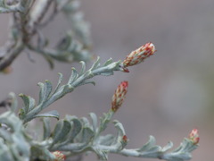 Helichrysum fourcadei