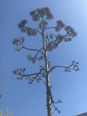 Agave quiotepecensis