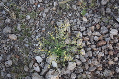 Nidorella