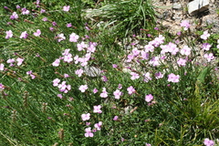 Dianthus subacaulis
