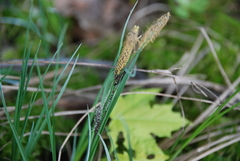 Carex nigra
