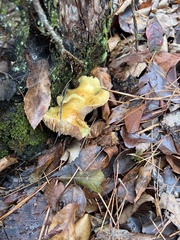 Tricholoma equestre