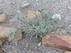 Helichrysum fourcadei