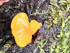 Dacrymyces capitatus