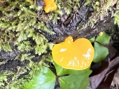 Dacrymyces capitatus