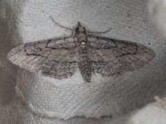 Eupithecia unicolor