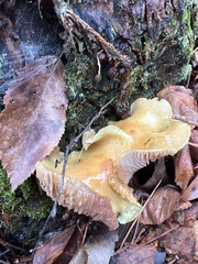 Tricholoma equestre