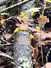 Dacrymyces capitatus