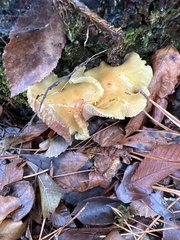 Tricholoma equestre